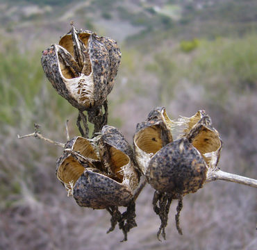 Image of chaparral yucca