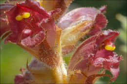 Image of Orobanche gracilis Sm.