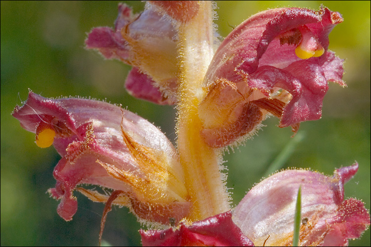 Image of Orobanche gracilis Sm.