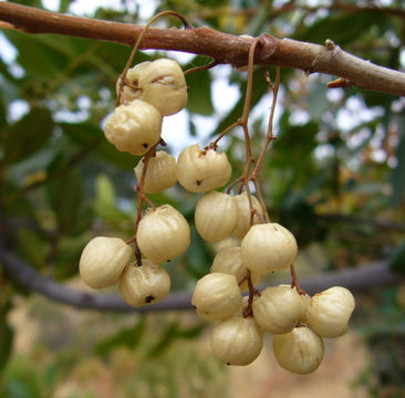 Sivun Toxicodendron diversilobum (Torr. & Gray) Greene kuva