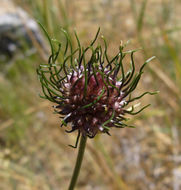 Image of wild garlic