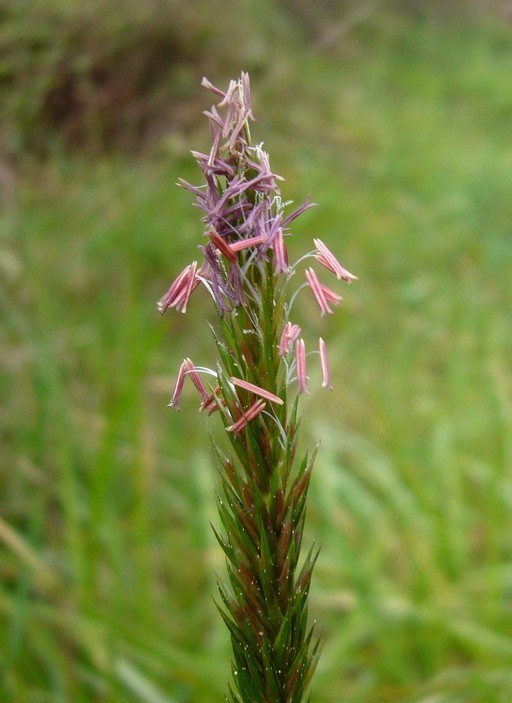 Image of Sweet vernal grass