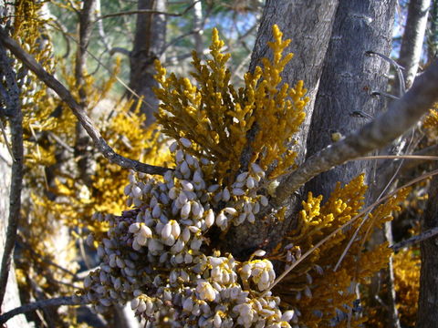 Image of western dwarf mistletoe