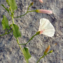 Imagem de Convolvulus arvensis L.