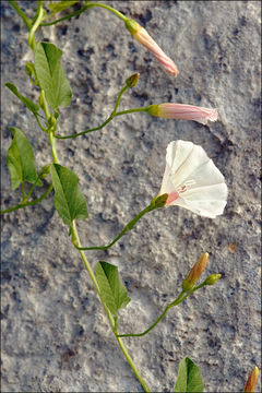 Image of Field Bindweed