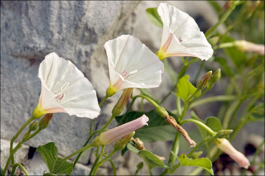 Imagem de Convolvulus arvensis L.