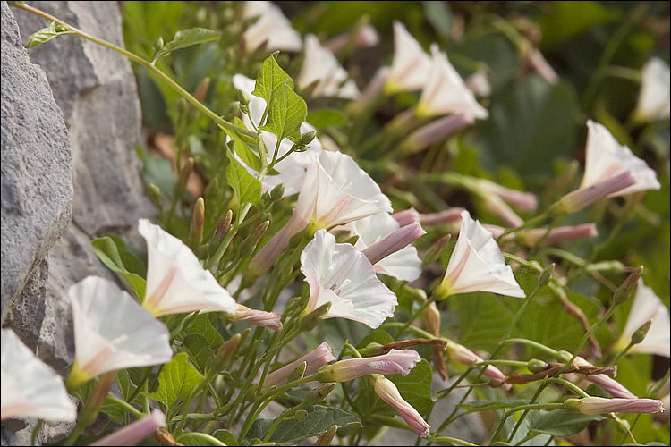 Imagem de Convolvulus arvensis L.