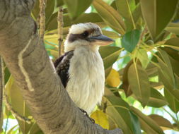 Image of Kookaburra