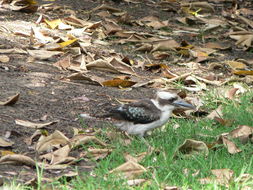 Image of Kookaburra