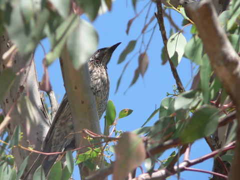 Image of Red Wattlebird