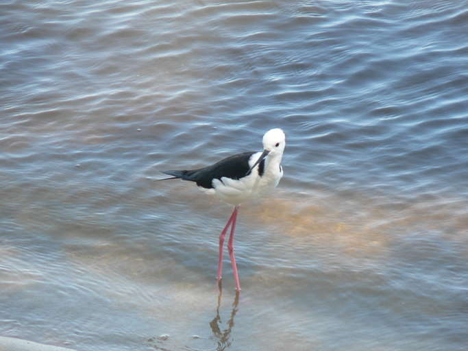 Image of Black-winged Stilt