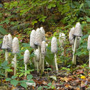 Image of Coprinus