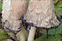 Image of Lawyers' wig