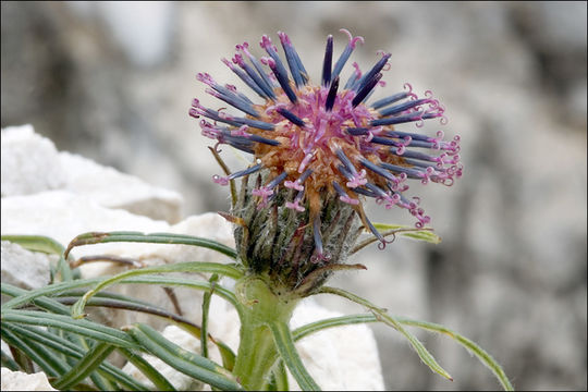 Saussurea pygmaea (Jacq.) Spreng.的圖片