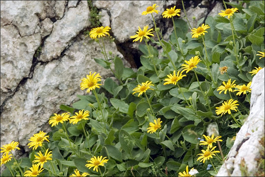 Image of Large-leaved leopard's bane