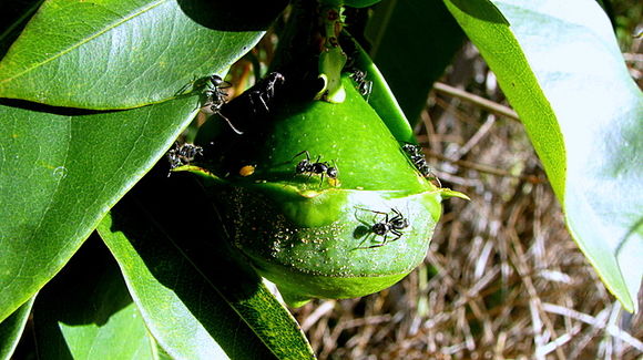 Image of Eschweilera ovata (Cambess.) Mart. ex Miers