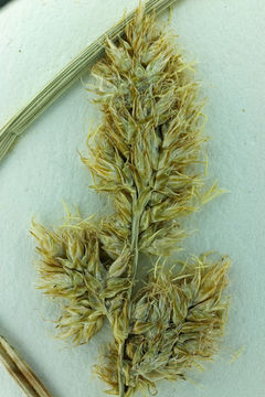 Image of sturdy sedge