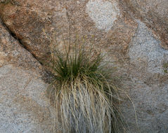 Image of sturdy sedge