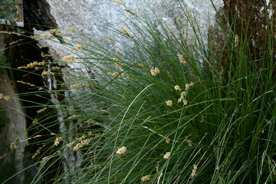 Image of sturdy sedge