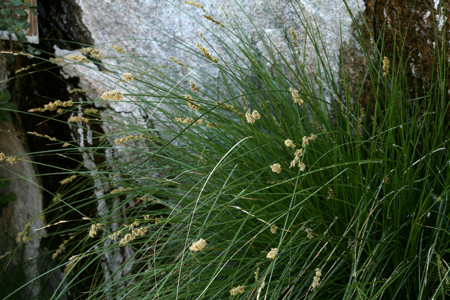 Image of sturdy sedge