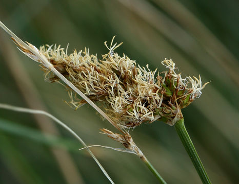 Image of sturdy sedge