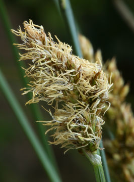 Image of sturdy sedge