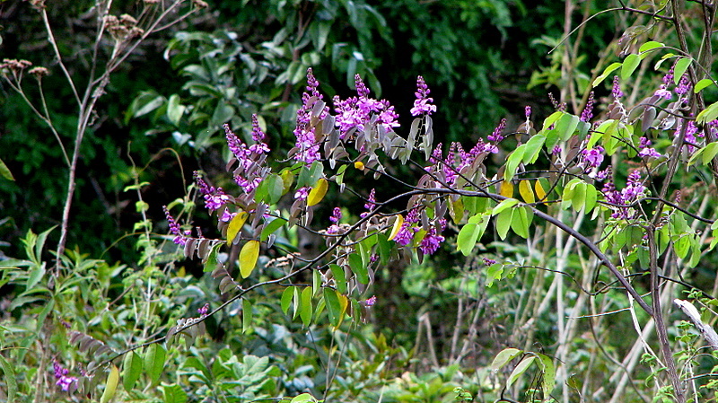 Image of Easter flower