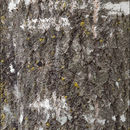 Image of Common Aspen