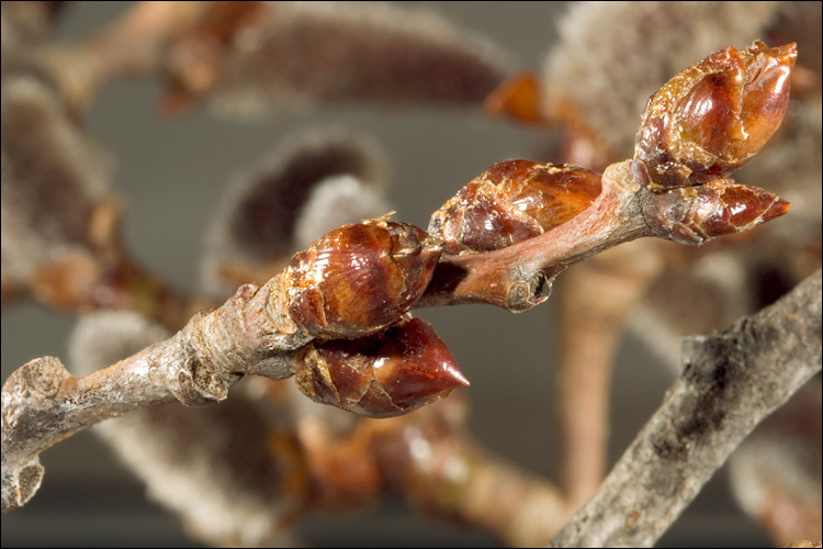 Image of Common Aspen