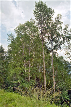 Image of Common Aspen