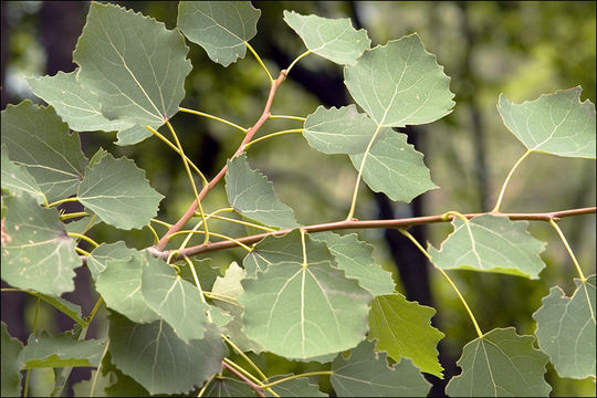 Image of Common Aspen