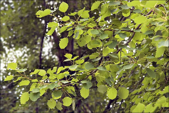 Image of Common Aspen