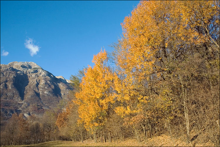 Image of Common Aspen