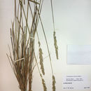 Calamagrostis rubescens Buckley的圖片