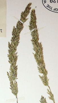 Image of pinegrass