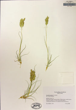 Image of saltgrass