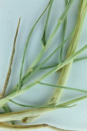 Image of saltgrass