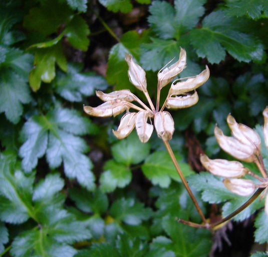 Image of Oregon goldthread