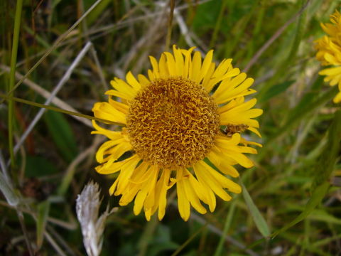 Image of Coastal Sneezeweed