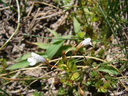 Image of yellowseed false pimpernel