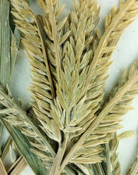 Image of Indian goosegrass