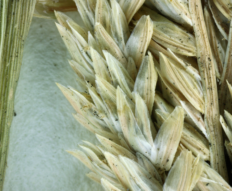 Image of Indian goosegrass