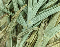 Image of Indian goosegrass