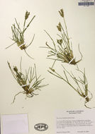 Image of threespike goosegrass