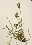 Image of threespike goosegrass