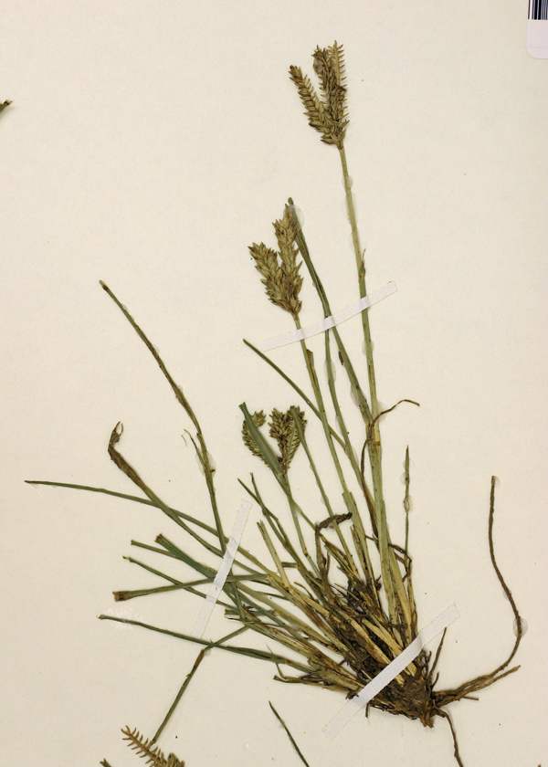 Image of threespike goosegrass