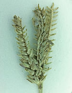 Image of threespike goosegrass