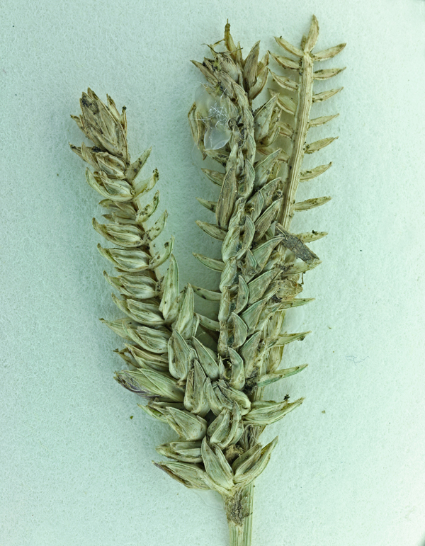 Image of threespike goosegrass