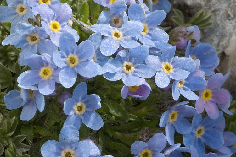 Imagem de Eritrichium nanum (L.) Gaudin