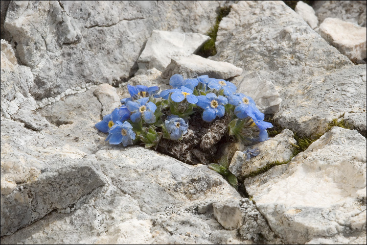 Imagem de Eritrichium nanum (L.) Gaudin